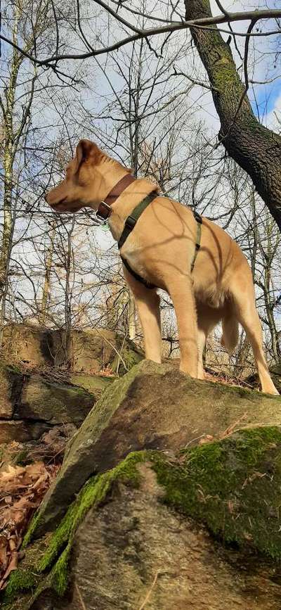 Der Wolf in eurem Hund-Beitrag-Bild