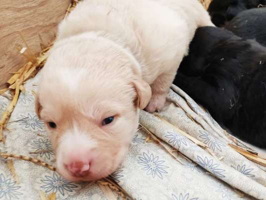 Welpen Bilder !-Beitrag-Bild