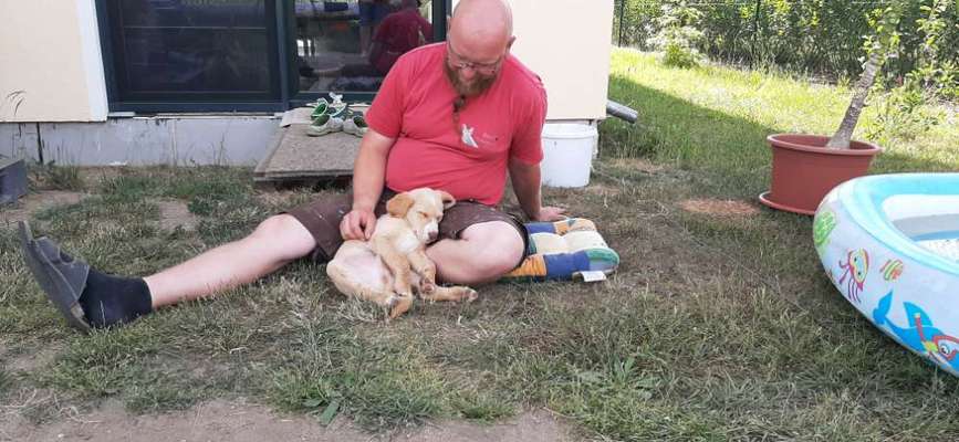 Wie seid ihr zu eurem Welpen gekommen?-Beitrag-Bild