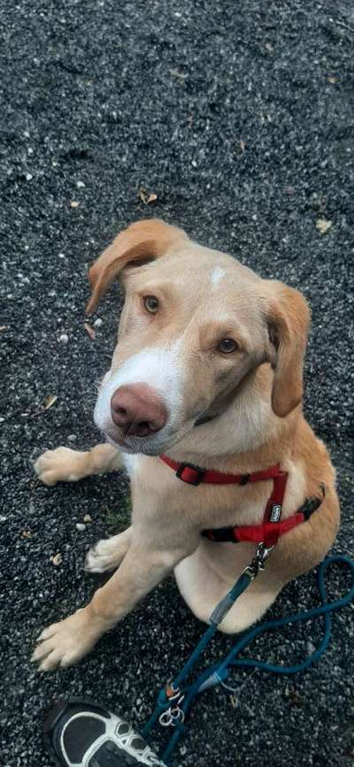 Zeigt her eure Junghunde :)-Beitrag-Bild