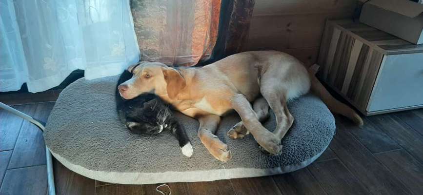 Hund und Katz Momente-Beitrag-Bild