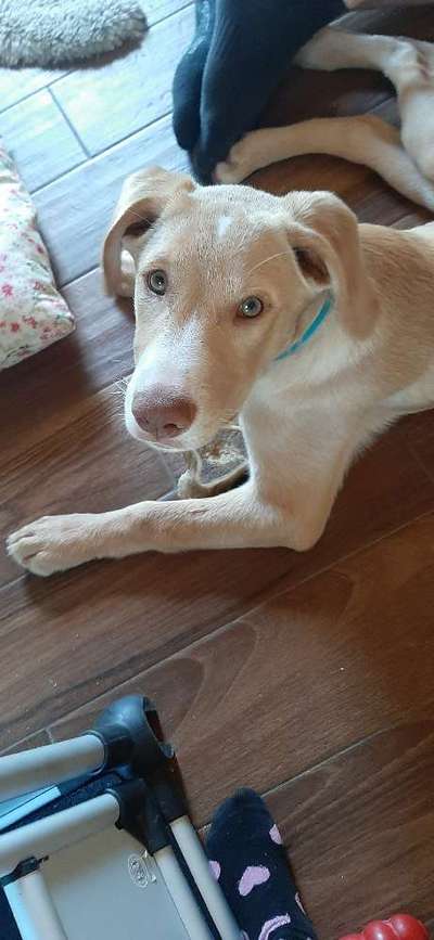 Labradorfans-Beitrag-Bild