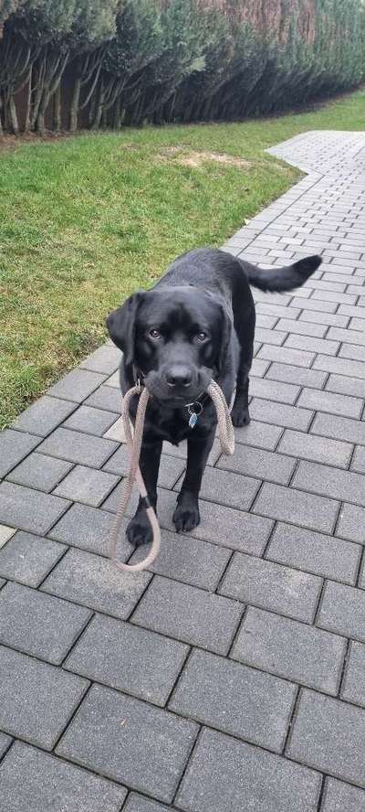 Hundetreffen-Spielen & ggf. zusammen üben :)-Bild