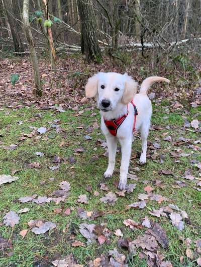 Dogorama Photo Challenge- Der Nase nach-Beitrag-Bild