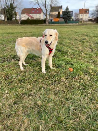 Golden Retriever-Beitrag-Bild