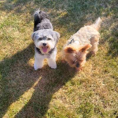 Hundetreffen-Treffen mit kleinen Hunden in Pfullingen-Bild
