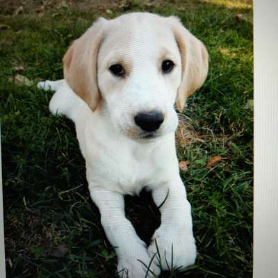 Welpen Bilder !-Beitrag-Bild