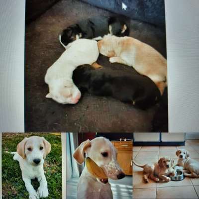 Welpen Bilder !-Beitrag-Bild