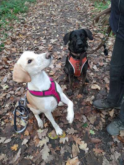 Bester Freund, Hundekumpel - zeigt her!-Beitrag-Bild