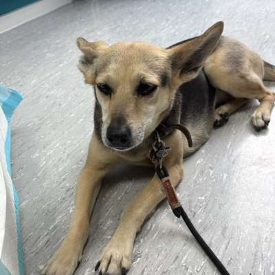 Giftköder-Fleisch und Batterien ausgelegt-Bild