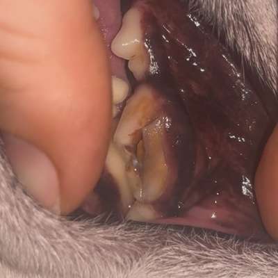 Zahn abgebrochen?-Beitrag-Bild