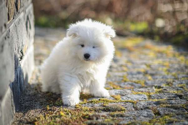 Welpen Bilder !-Beitrag-Bild