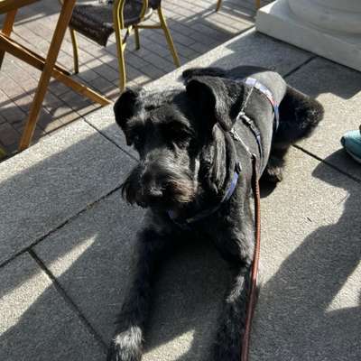Hundetreffen-Ich habe eine Riesenschnauzer- Mix ist heißt Elly 1.3 Jahre jung sehr lieb.-Bild