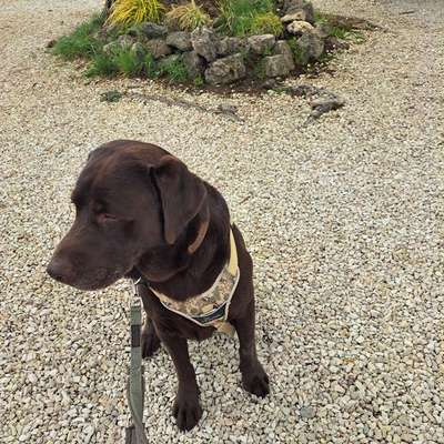 Hundetreffen-SOCIAL WALK-Bild