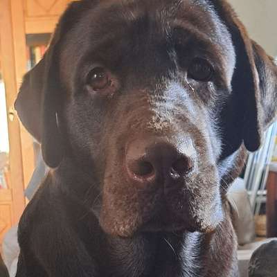 Hundetreffen-Spielpartner-Bild