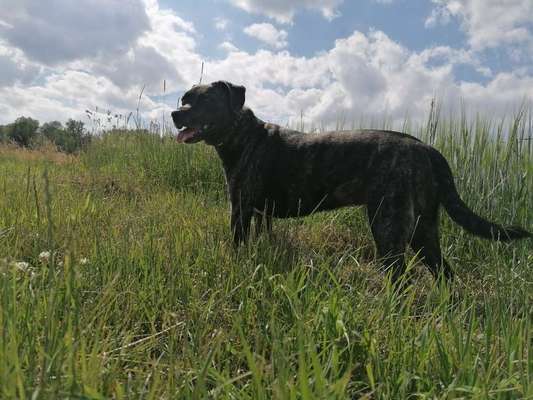 Hundetreffen-Hund treffen-Bild