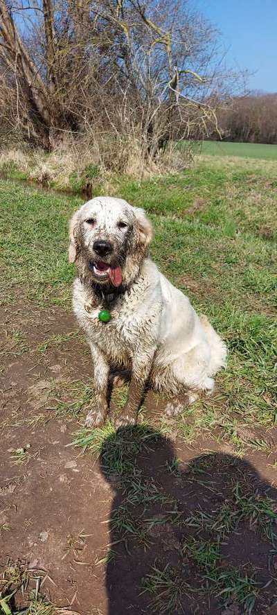 Wo sind die Golden Retriever Liebhaber?-Beitrag-Bild