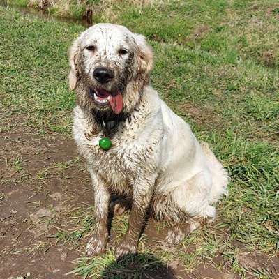 Hundetreffen-Gassirunde und/oder Spieltreffen-Bild