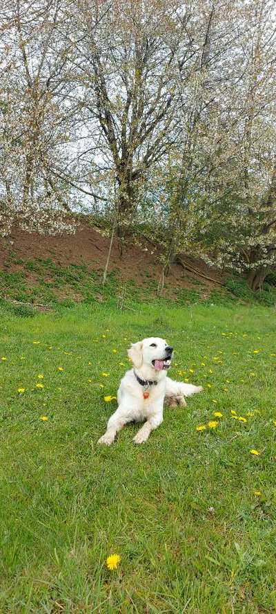 Fotochallenge No. 26                                     Wald und Wiese-Beitrag-Bild