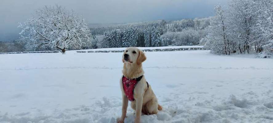 Wo sind die Golden Retriever Liebhaber?-Beitrag-Bild