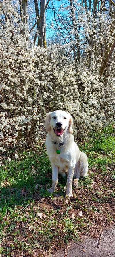 Challenge 23 : "  Euer Hund beim Frühlingserwachen "-Beitrag-Bild