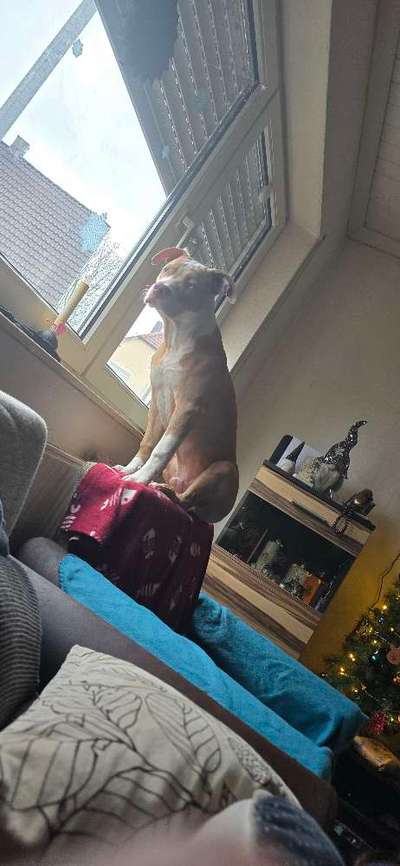 Hundetreffen-Loki sucht einen spielkamerad-Bild