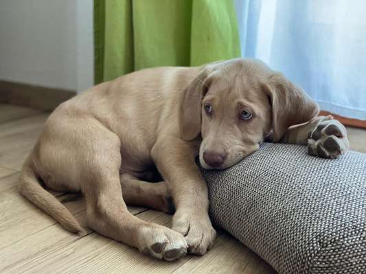 Welpen Bilder !-Beitrag-Bild