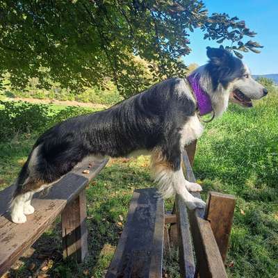 Hundetreffen-Gemeinsame Spaziergänge oder Social Walks-Bild