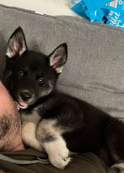 Hundetreffen-Welpen spielen-Bild