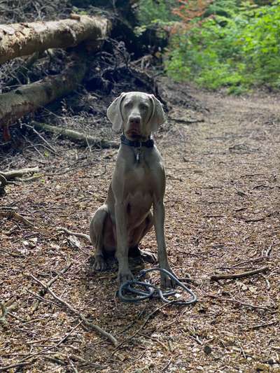 Weimaraner-Beitrag-Bild