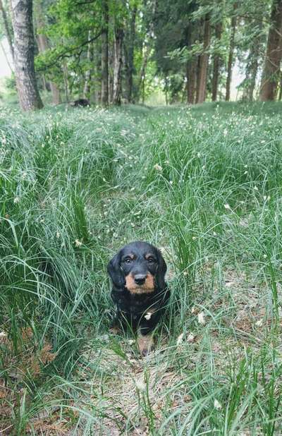 Hundetreffen-Welpentreffen-Bild
