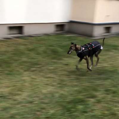 Hundetreffen-Windhund-Treffen-Bild