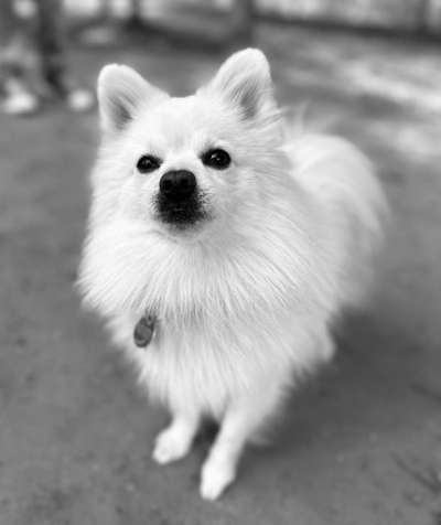 Hundetreffen-Suche Gassipartner-Bild