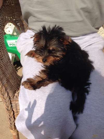 Als Welpen sind sie alle noch süßer-Beitrag-Bild