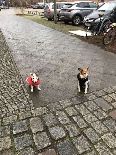 Bester Freund, Hundekumpel - zeigt her!-Beitrag-Bild