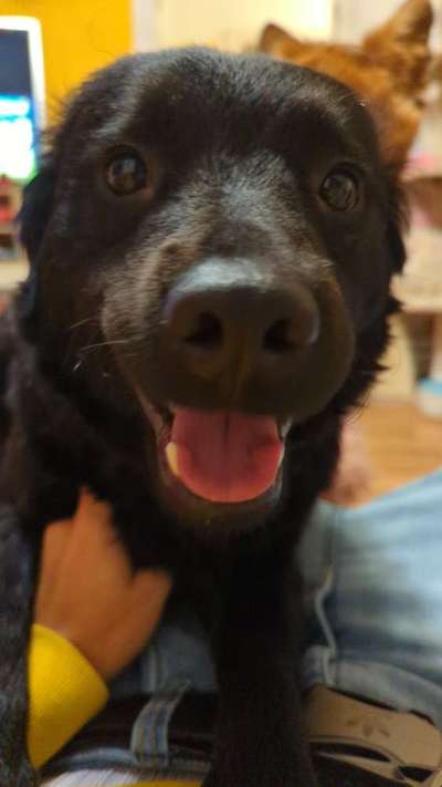 Dogorama Photo Challenge - Portrait-Beitrag-Bild