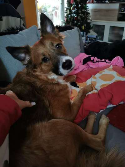 Dogorama Photo Challenge - Portrait-Beitrag-Bild