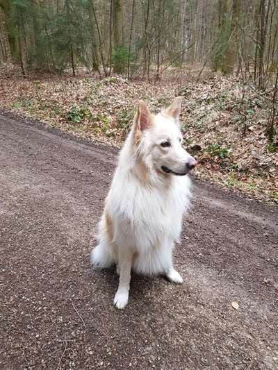 Weißer Schweizer Schäferhund-Beitrag-Bild