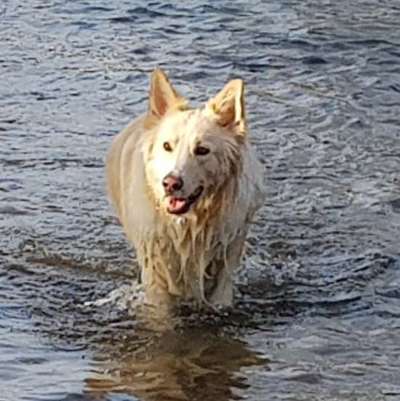 Weißer Schweizer Schäferhund-Beitrag-Bild