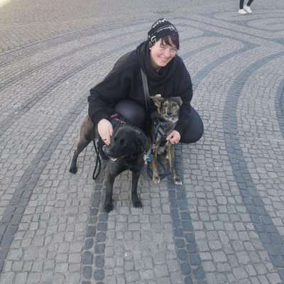 Hundetreffen-Gassirunde und Training-Bild