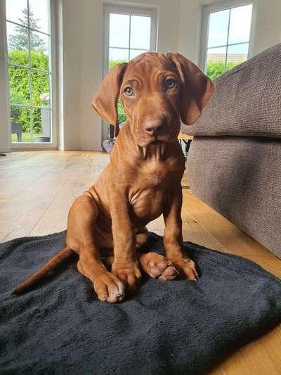 Welpen Bilder !-Beitrag-Bild