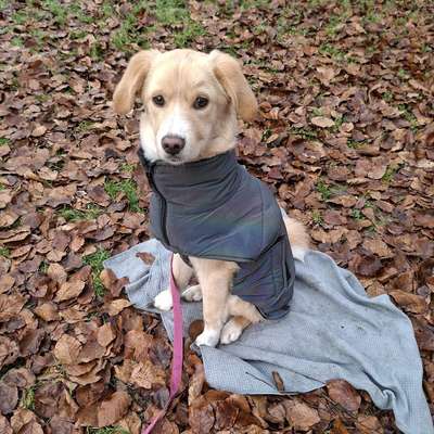 Hundetreffen-Entspannte Hundekumpel gesucht-Bild