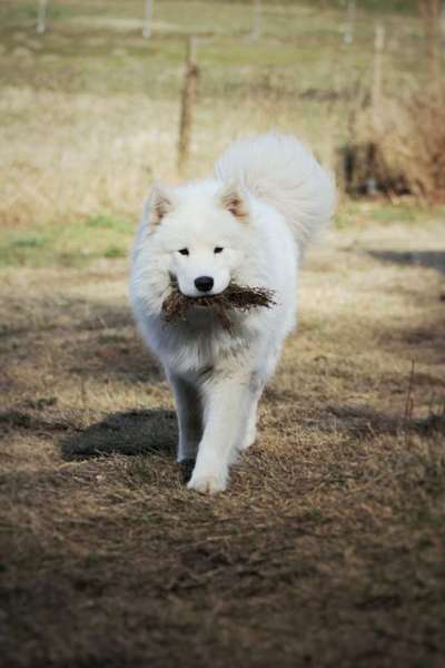 Dogorama Photo Challenge - Apportieren-Beitrag-Bild