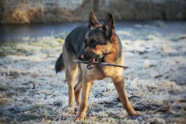 Dogorama Photo Challenge - Apportieren-Beitrag-Bild