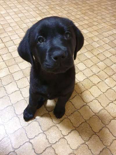 Foto's und Hundemodels-Beitrag-Bild