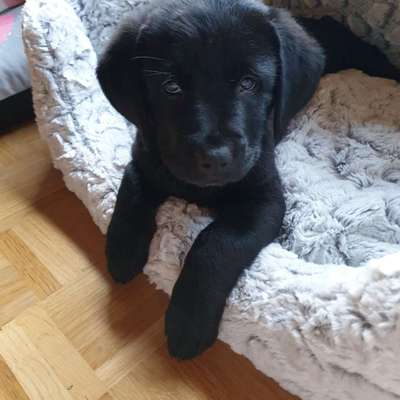 Foto's und Hundemodels-Beitrag-Bild