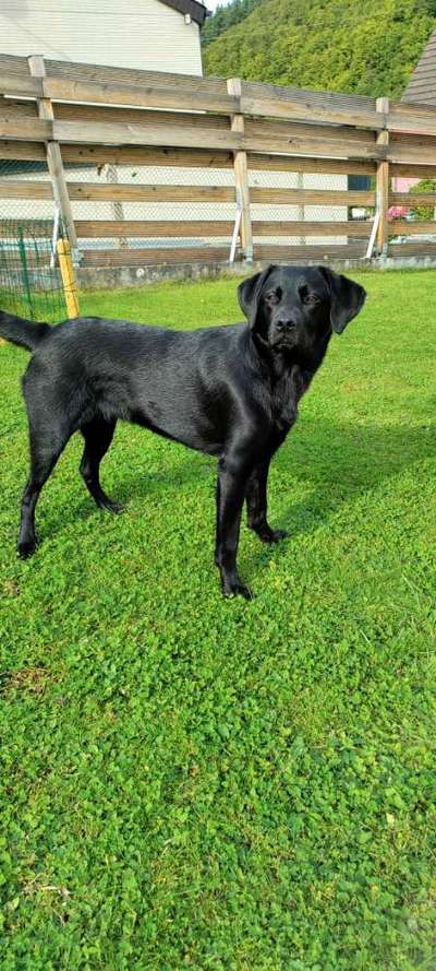 Labradorfans-Beitrag-Bild