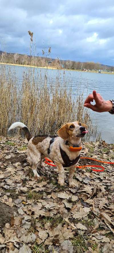 Wie hat sich Euer Problemhund entwickelt-Damals und Jetzt-Beitrag-Bild