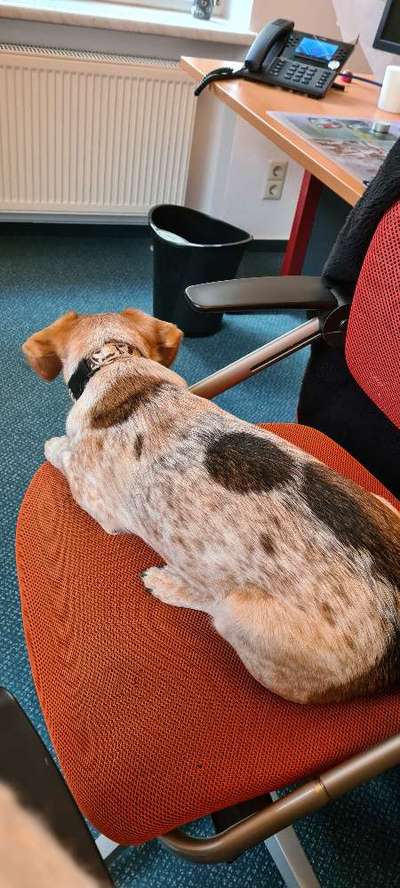 Bürohunde-Beitrag-Bild