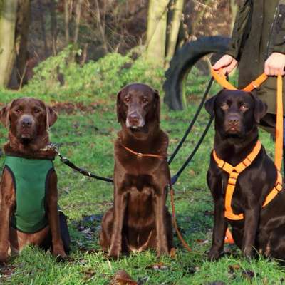 Giftköder-Gruppentraining-Bild